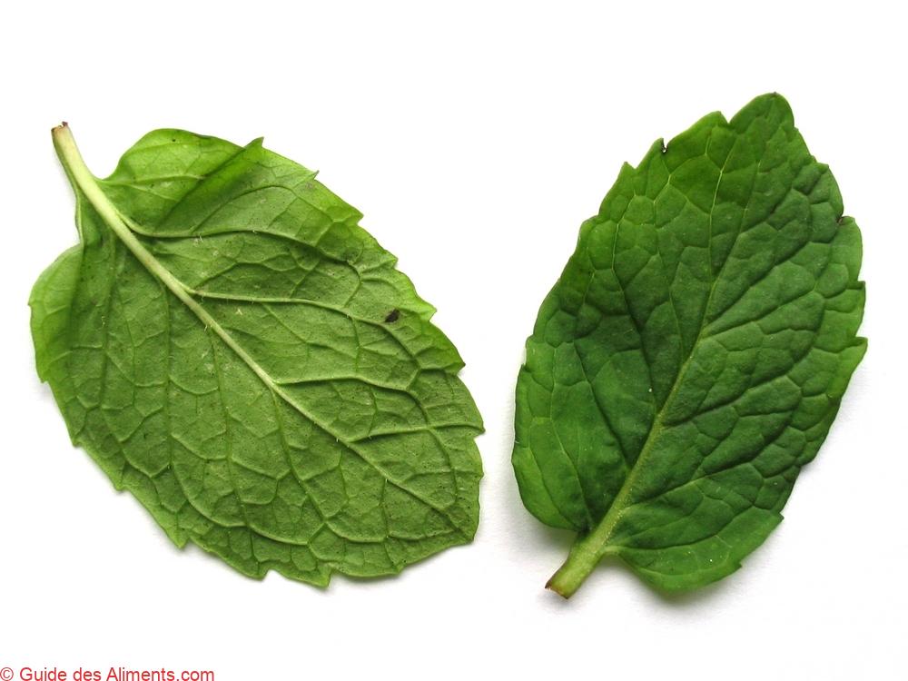 menthe fraîche