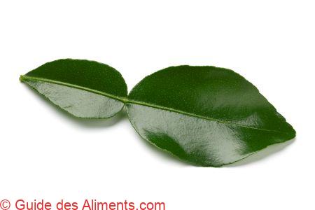 feuilles de citron kaffir