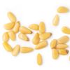 pignons de pin