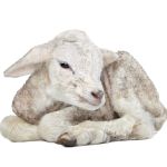 agneau