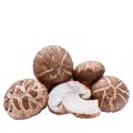 champignons shiitake